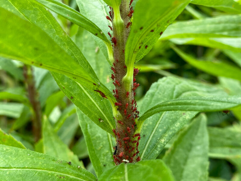 雑草に大量発生しているアブラムシ