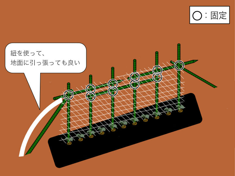 園芸支柱を直立式に組み、ネットを張った様子を示したイラストです。キュウリの誘引がしやすくなります。