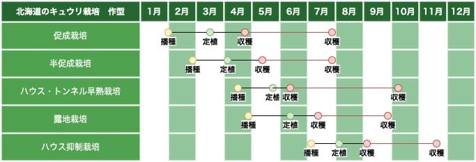 北海道地方のキュウリ栽培の作型の例です。