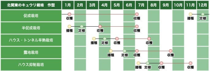 北関東地方のキュウリ栽培の作型の例です。