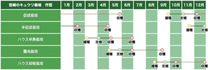 九州・四国南部地方（宮崎）のキュウリ栽培の作型の例です。