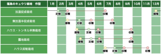 東北地方（福島）のキュウリ栽培の作型の例です。