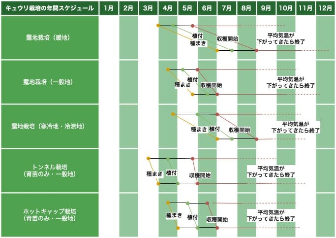 キュウリの栽培スケジュールを示した画像です。