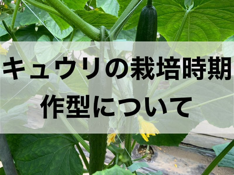 キュウリの栽培時期、作型に関する記事のバナーです。