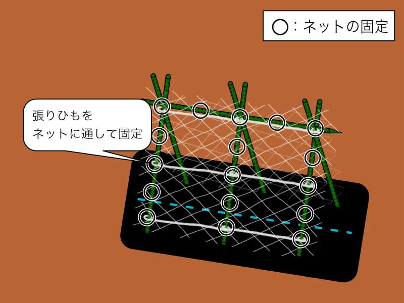 ネットってどう張るの キュウリ栽培のネットの種類と張り方 農家web