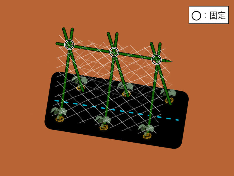 園芸支柱を合掌式に組み、ネットを張った様子を示したイラストです。キュウリの誘引がしやすくなります。