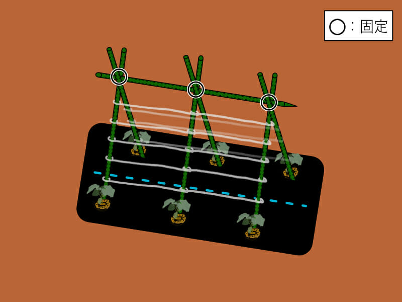 園芸支柱を合掌式に組み、紐を張った様子を示したイラストです。ネットがない場合には、ビニール紐でも代用できます。