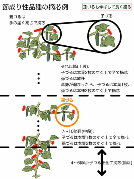 節成り性のキュウリの摘芯箇所を示した画像です。孫づるまで伸ばしてたくさんのキュウリを収穫することができます。