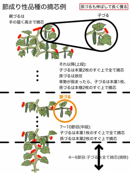 栽培のカギとなる キュウリの摘心 摘芯 方法について 農家web