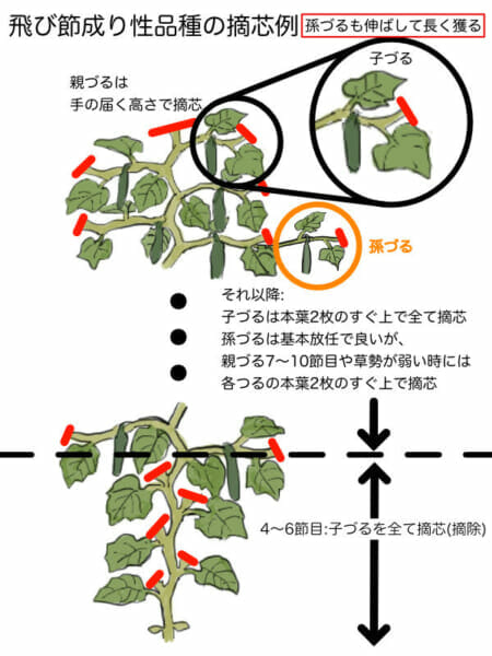 飛び節成り性のキュウリの摘芯箇所を示した画像です。孫づるまで伸ばしてたくさんのキュウリを収穫することができます。