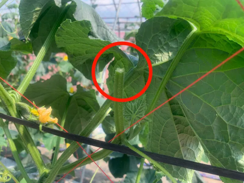 栽培のカギとなる キュウリの摘心 摘芯 方法について 農家web 栽培のカギとなる キュウリの摘心 摘芯 方法について 農家web
