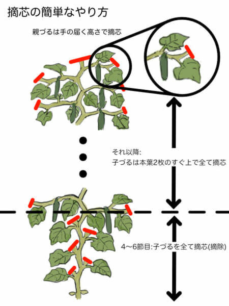 キュウリの基本的な摘芯箇所を示した画像です。親づるは手の届く高さで摘芯して、子づるを伸ばしていきます。