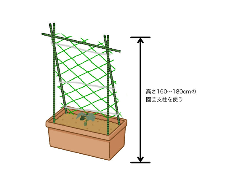 キュウリのプランター栽培におけるネットの張り方を示した画像です。