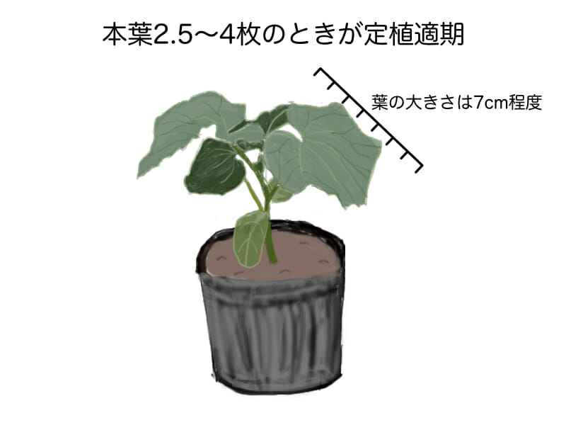 キュウリの定植適期を示した画像です。本葉が2.5枚〜4枚程度で葉の大きさが7cm程度のときが定植適期です。