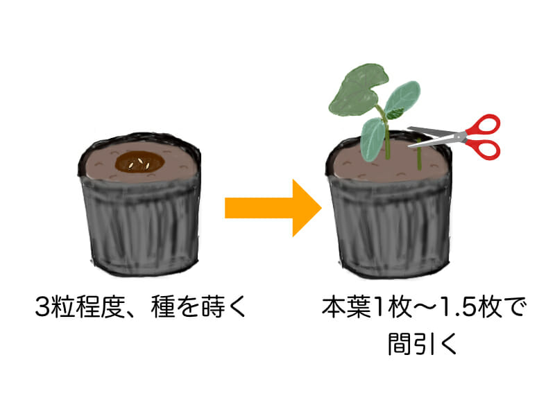 キュウリの種の播種と間引きのタイミングを表した画像です。キュウリの種は3粒程度まき、発芽したら本葉1枚〜1.5枚のときに間引きます。