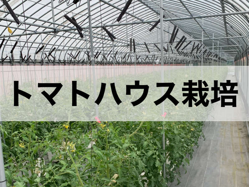トマトのハウス栽培に関する記事のバナーです。