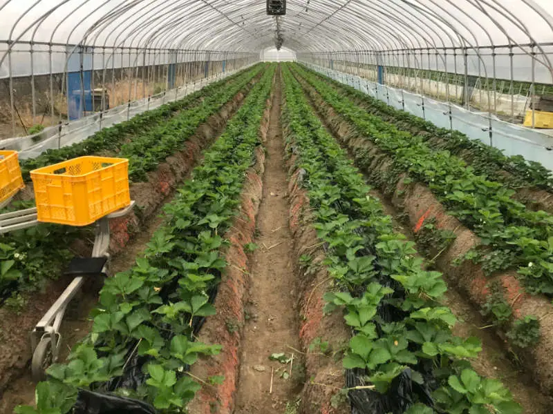 イチゴ栽培をハウスで イチゴの施設栽培について 農家web