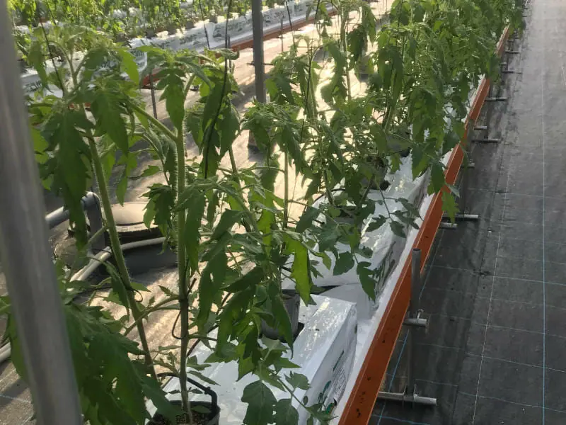 トマト栽培をハウスで トマトの施設栽培について 農家web