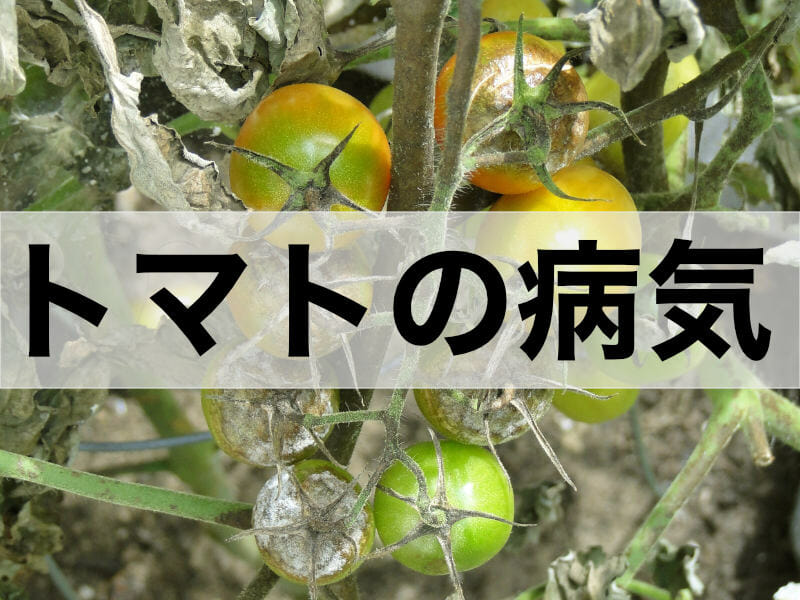 トマト・ミニトマトの病気に関する記事のバナーです。