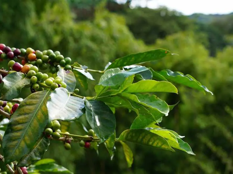 コーヒーかすが肥料になる コーヒーがらを有効活用する方法 農家web