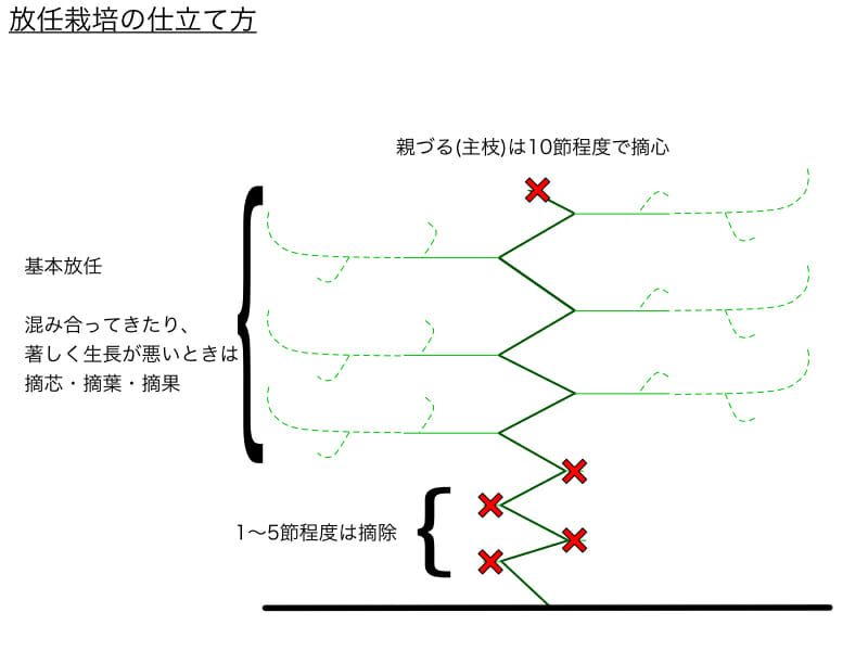 キュウリの放任栽培の仕立て方の例を表したイラストです。