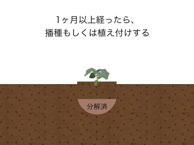 生ゴミをそのまま肥料として使用するときにする作業のイラストです。手順6：1ヶ月以上経ったら、播種または苗の植え付けを行います。