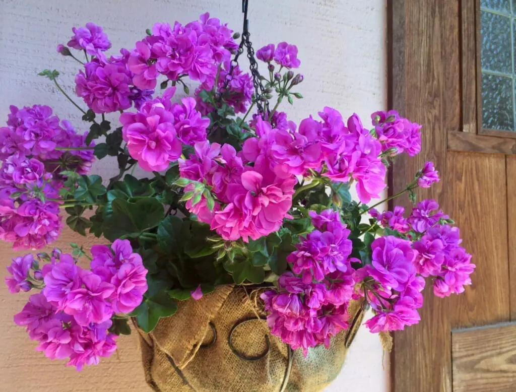 水栽培でふやすゼラニウムの挿し木 成功率を上げるポイント！ | 農家web