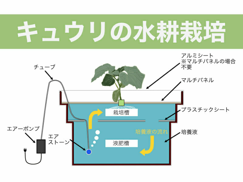 自作もできる キュウリの水耕栽培の方法 農家web