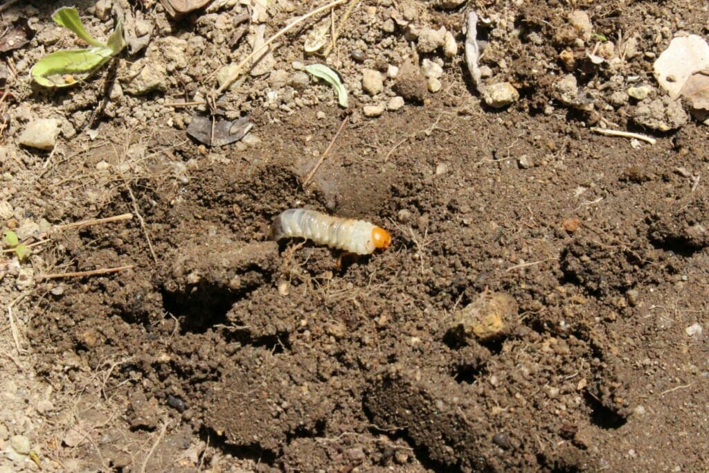 土壌の中にいるコガネムシの幼虫