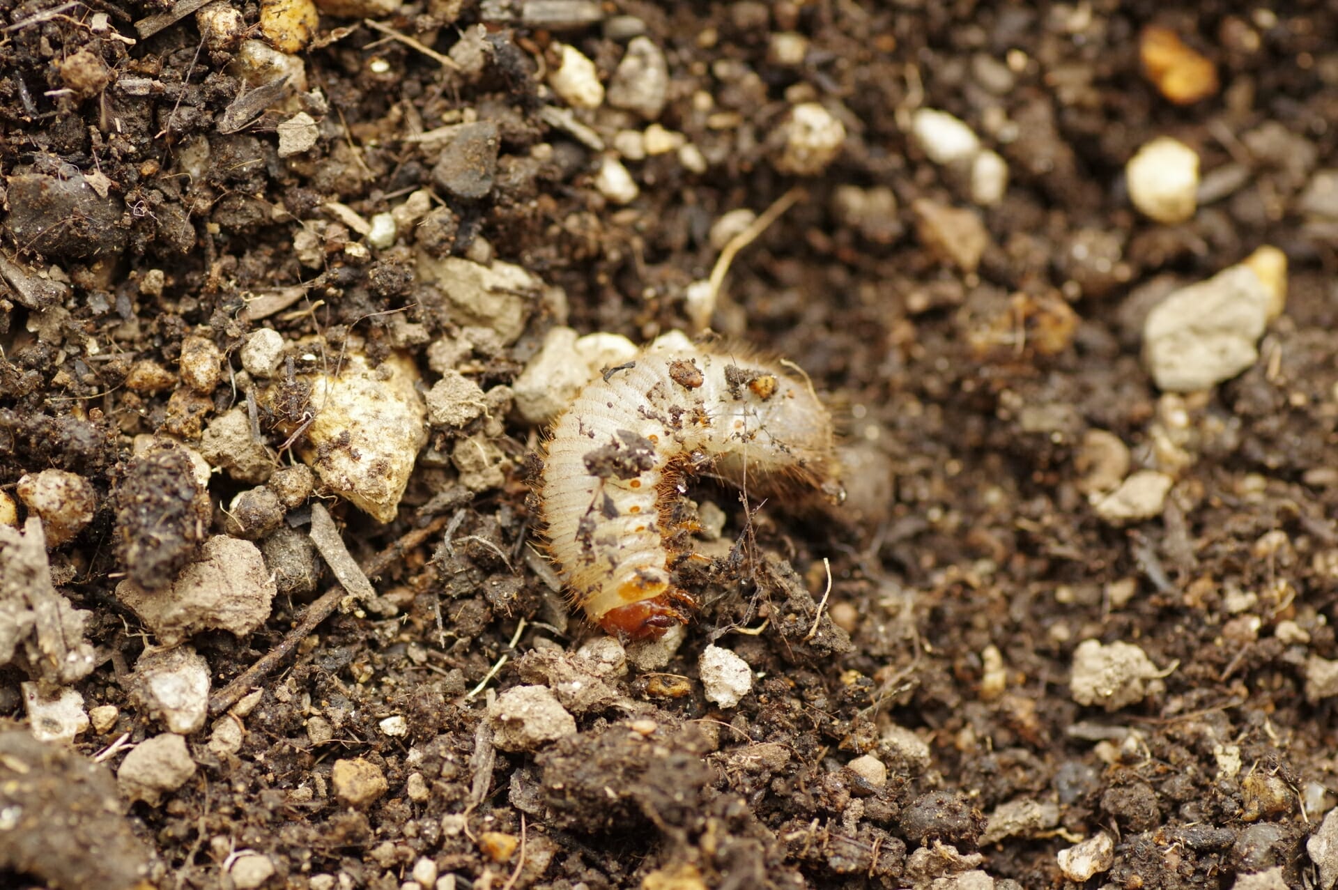 土の中にいるコガネムシの幼虫
