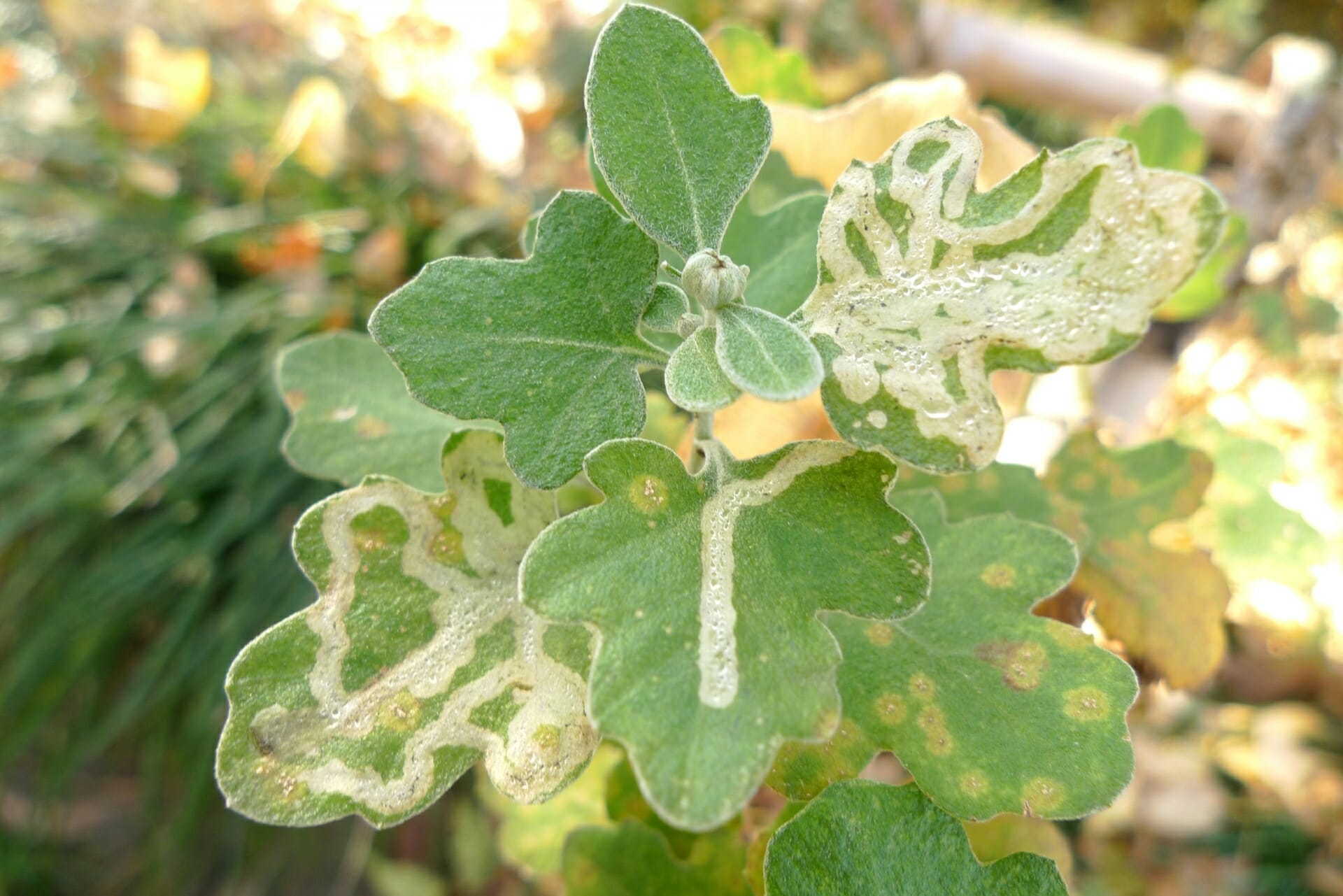 ハモグリバエの食害を受けたキク科の植物