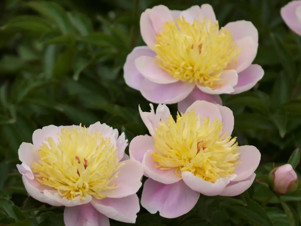 シャクヤク 芍薬 をきれいに咲かせる おすすめ肥料と与え方のポイント 農家web シャクヤク 芍薬 をきれいに咲かせる おすすめ肥料と与え方のポイント 農家web