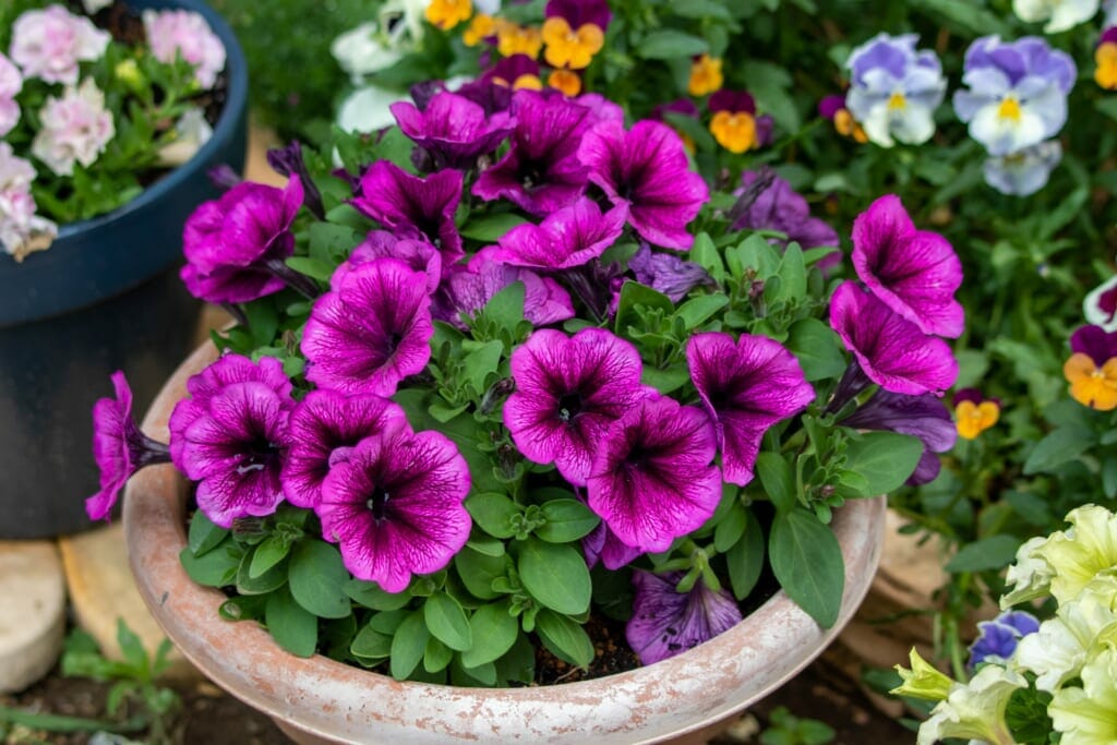 鉢植えの紫のペチュニア