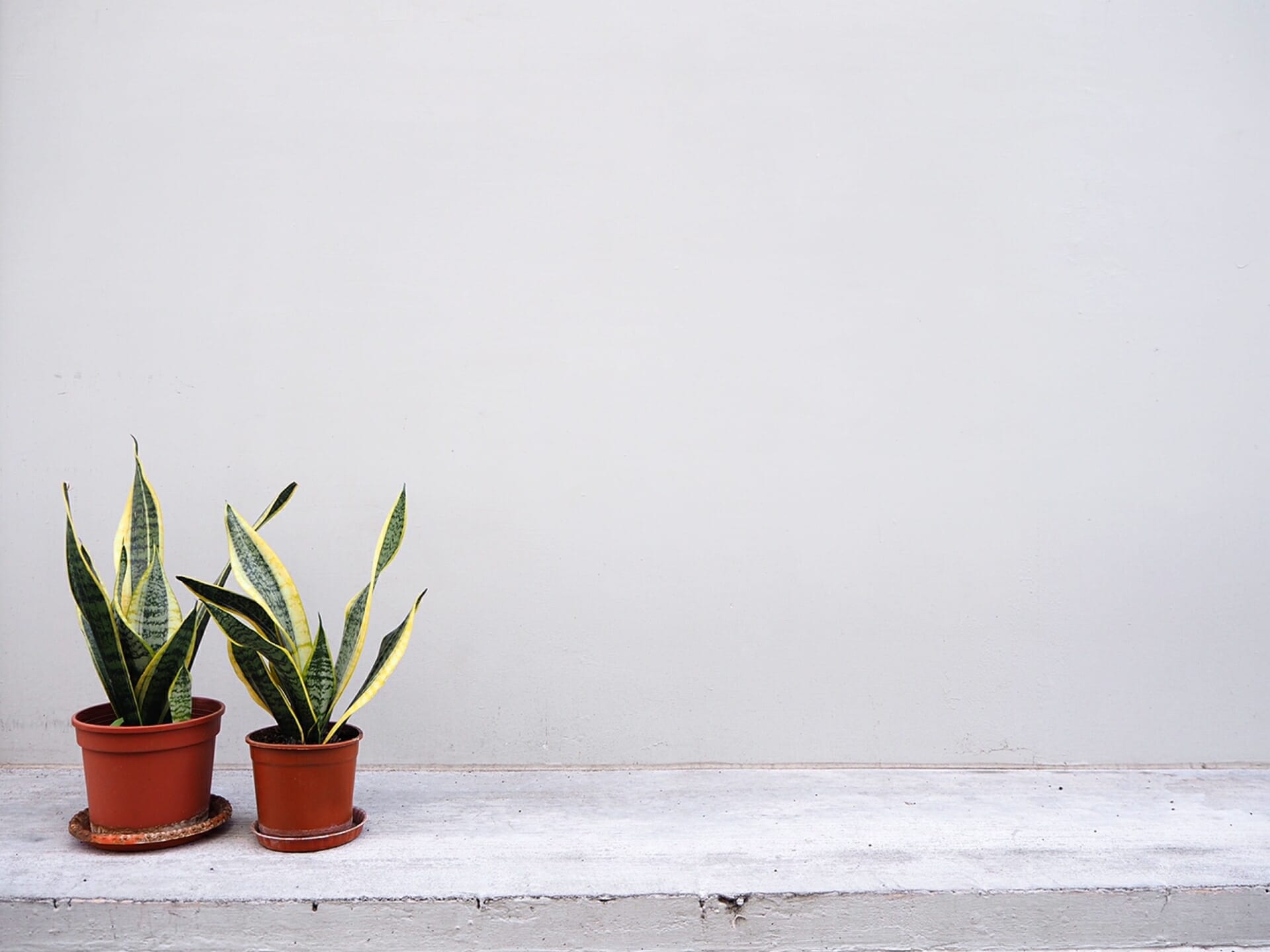代表的な鉢植えのサンスベリアの写真