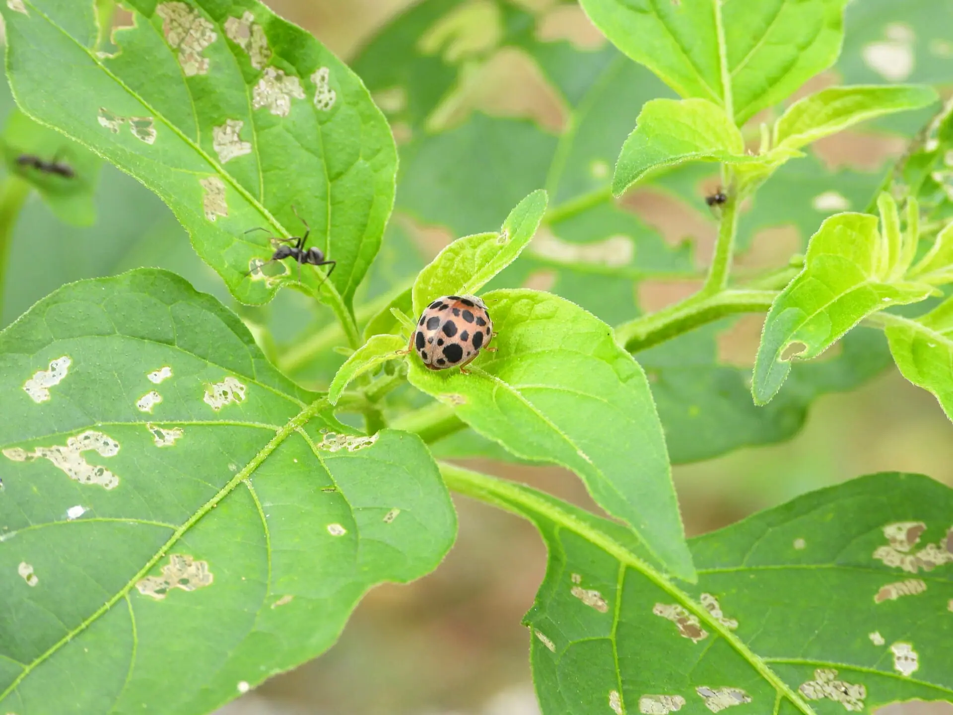 テントウムシダマシを駆除 防除する農薬について 農家web