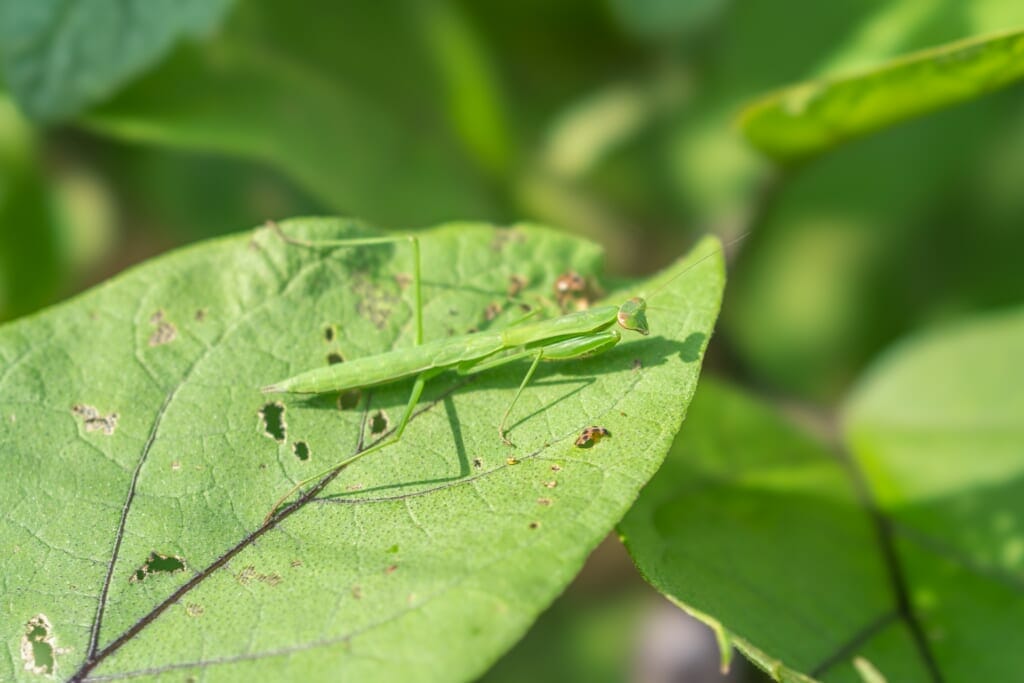 カマキリに捕食されるテントウムシダマシ