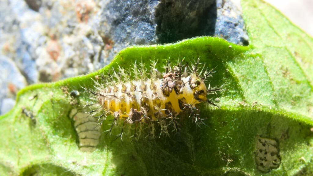 葉の上にいるテントウムシダマシの幼虫