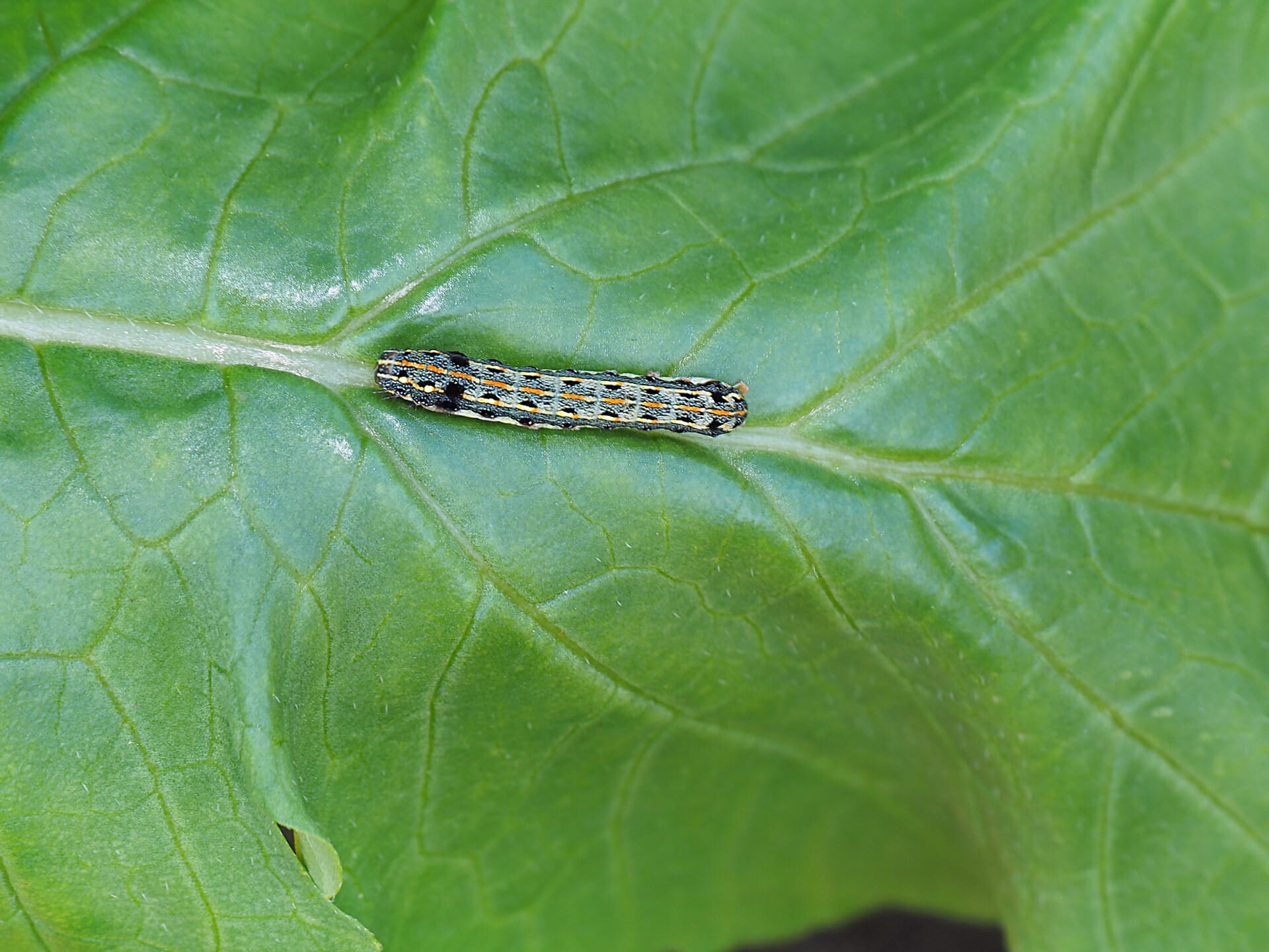 ヨトウムシを駆除 防除する農薬について 農家web