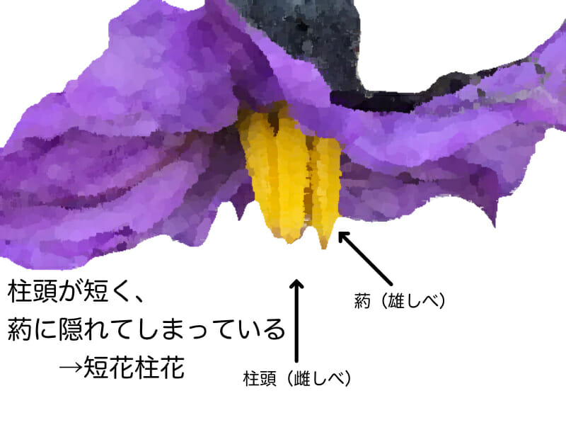 肥料不足のときに起こりやすい短花柱花を示したイラストです。ナスの花は肥料不足のときに柱頭が短くなり、葯に隠れてしまいます。