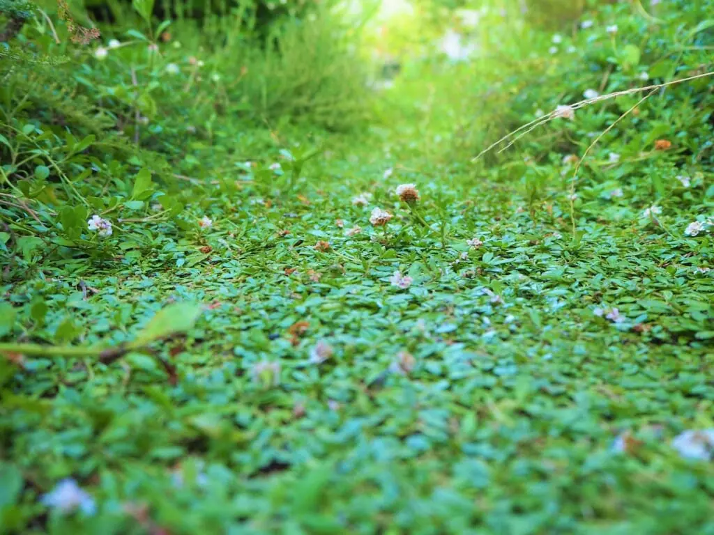 クラピアにおすすめの肥料と与え方のポイント 農家web