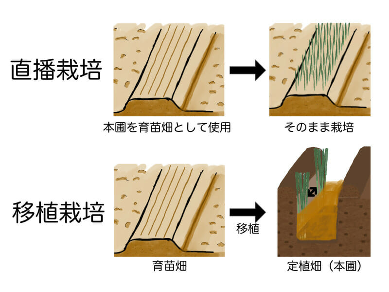 ネギ栽培の直播栽培（直まき栽培）と移植栽培の育苗畑、定植畑（本圃）の使い方の違いを示した画像です。