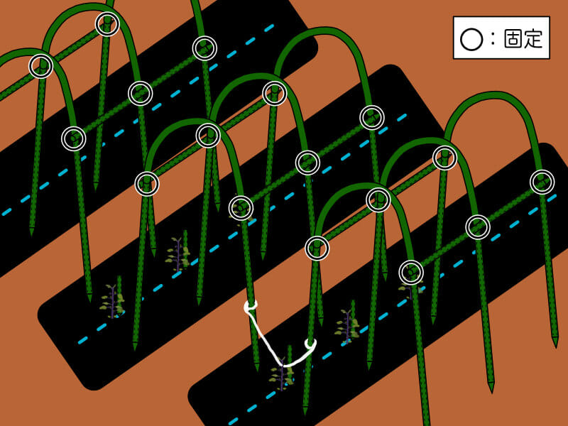 アーチ支柱を利用したナスの支柱の立て方、整枝方法を示したイラストです。
