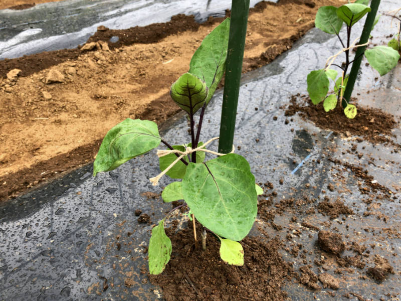 これでわかる ナスの植え付け 定植 の方法 農家web