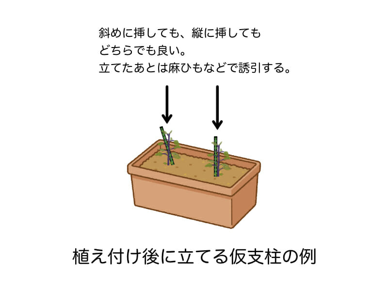 ナスのプランター栽培において植え付け後（定植後）に立てる仮支柱の立て方を示した例です。