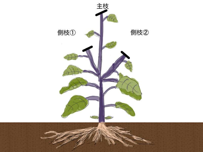 ナスの更新剪定（更新せん定）時に、枝を切り戻す場所を示したイラストです。