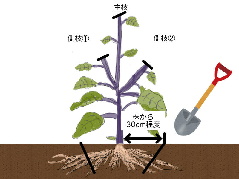 ナスの更新剪定（更新せん定）時に、根を切る場所を示したイラストです。