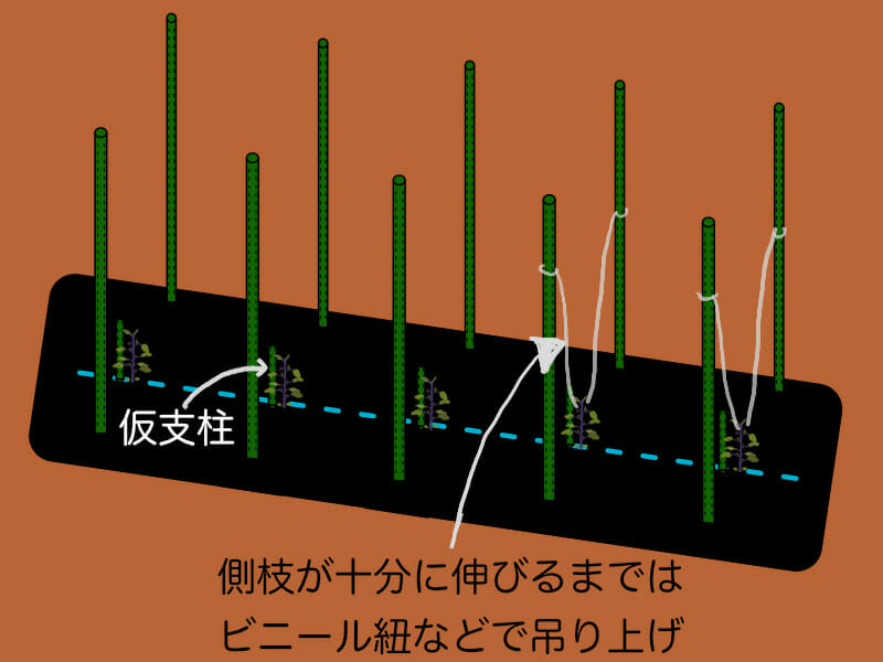 園芸支柱をそのまま直立で利用し、吊り上げる方法で誘引するナスの製紙方法を示したイラストです。