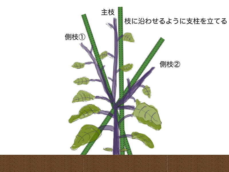 ナスの3本仕立てをするときの支柱の立て方を示したイラストです。