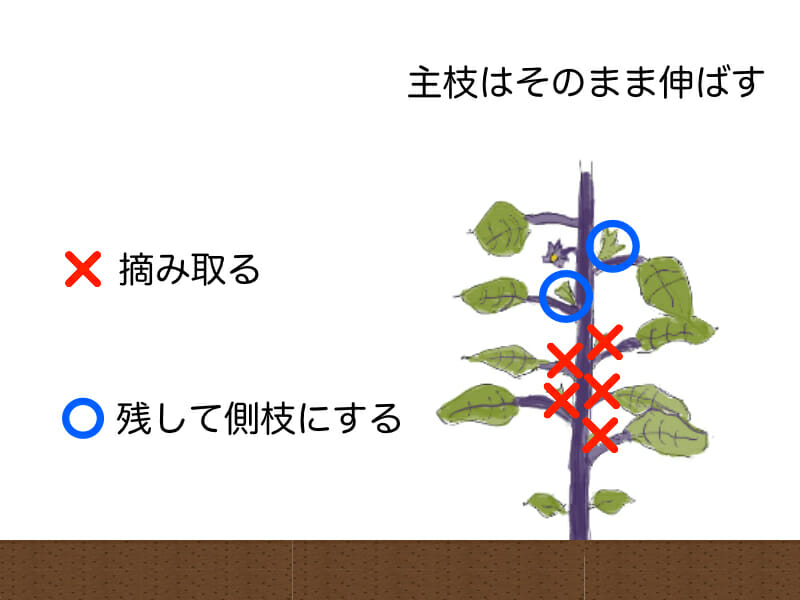 ナスの摘み取る脇芽を表した画像です。ナスの一番花の下の脇芽とその下の脇芽を側枝として残します。