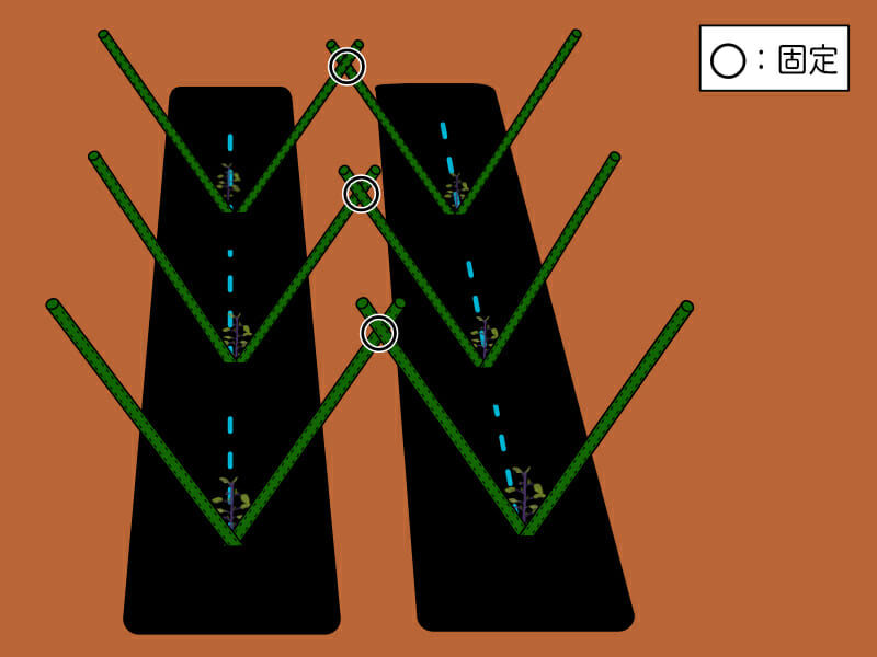 複数畝でのV字型支柱の立て方を示した画像です。